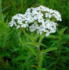 Yarrow artrosia